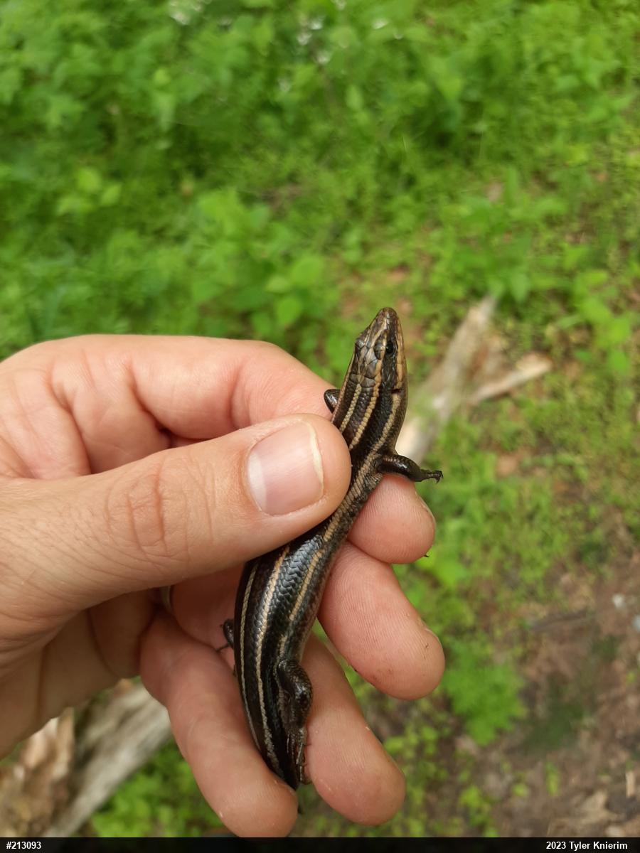 Common Five-lined Skink