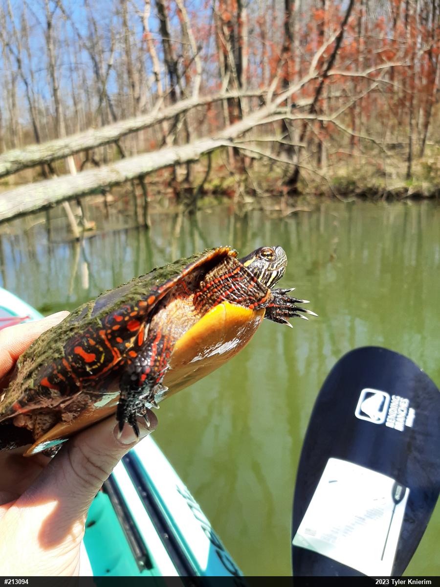 Painted Turtle