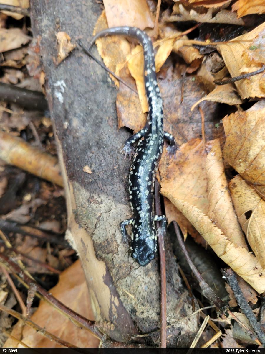 Northern Slimy Salamander