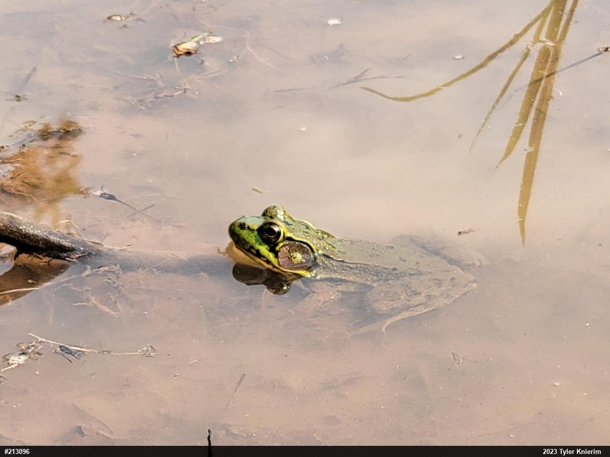 Green Frog