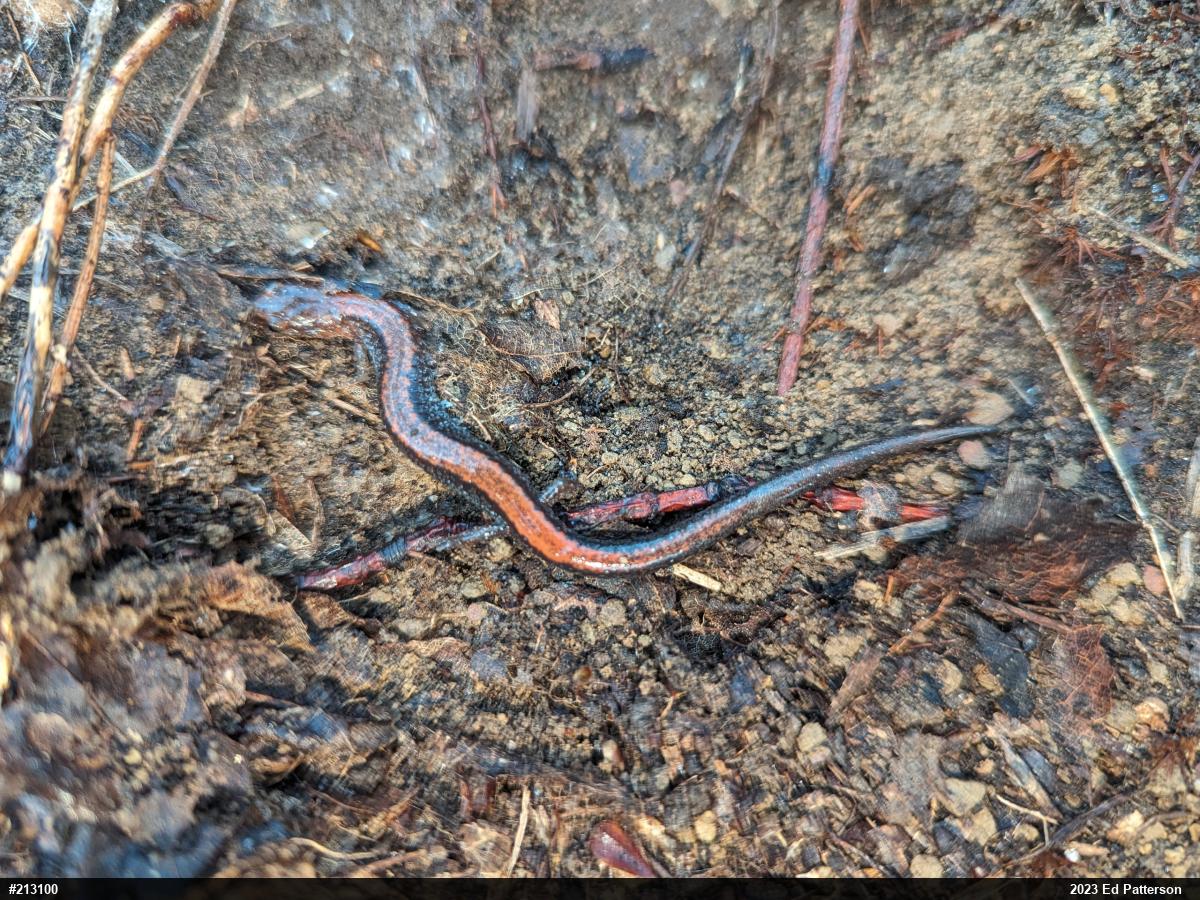 Eastern Red-backed  Salamander