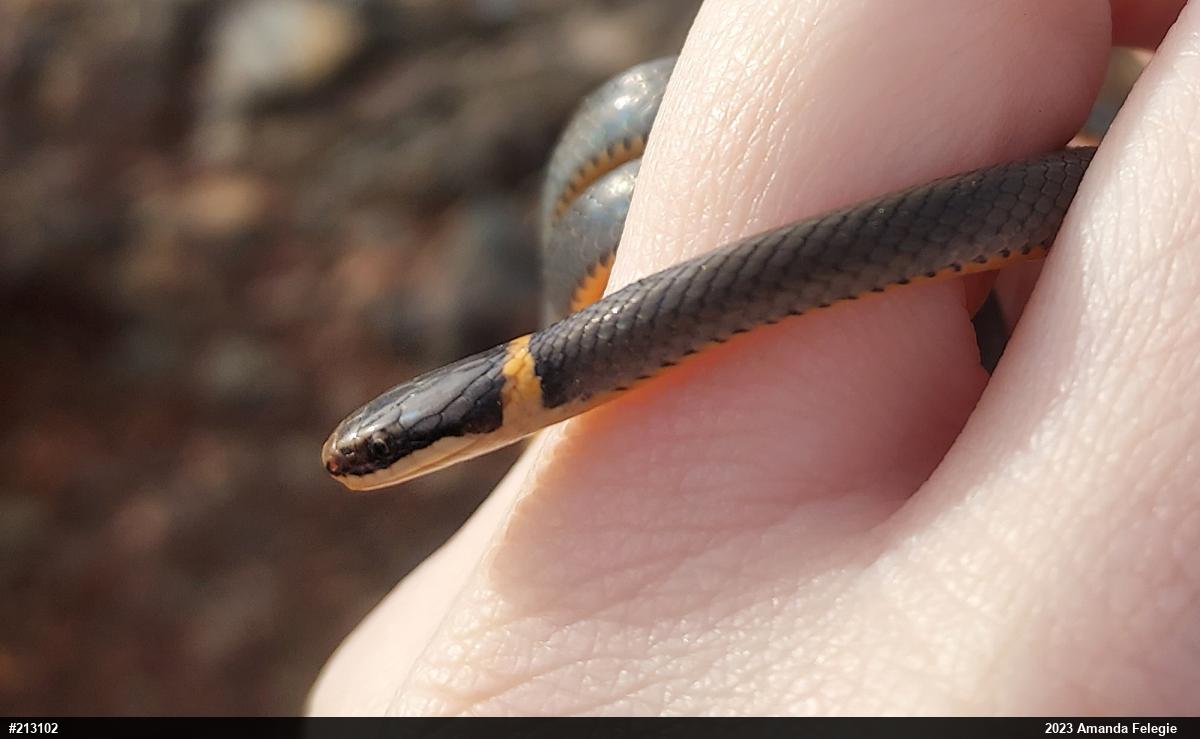 Northern Ring-necked Snake