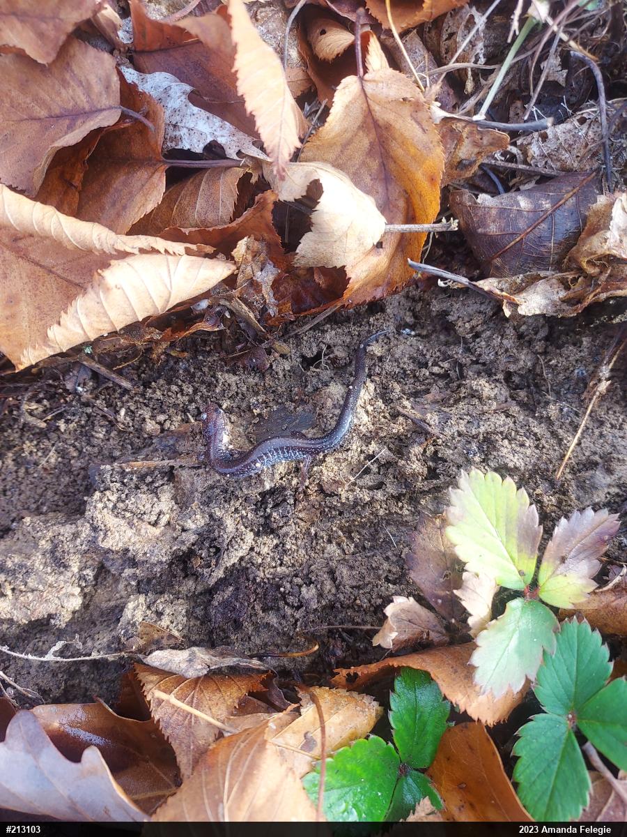 Eastern Red-backed  Salamander