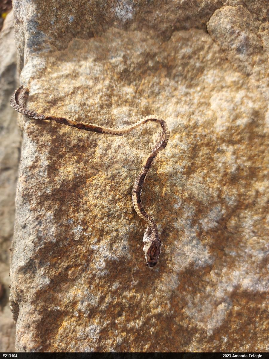 Eastern Milksnake