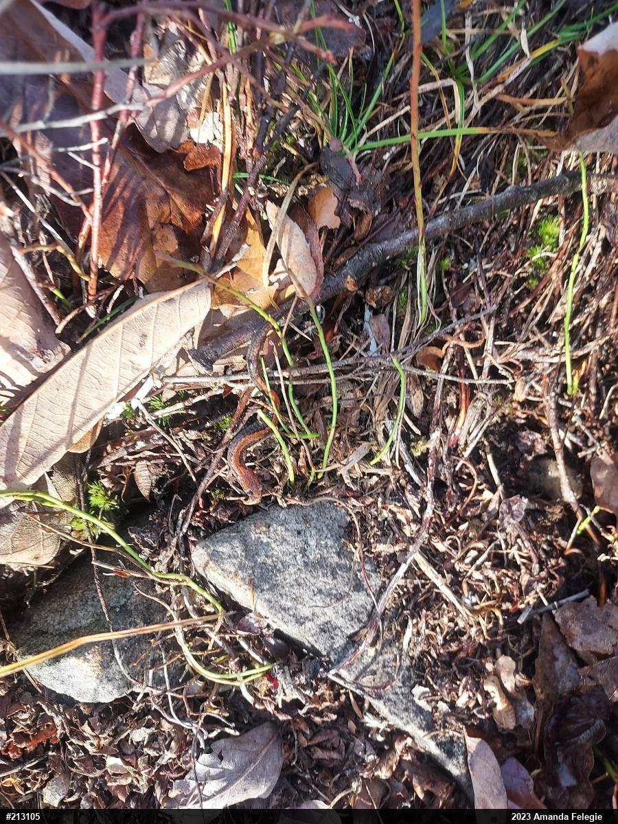 Eastern Red-backed  Salamander