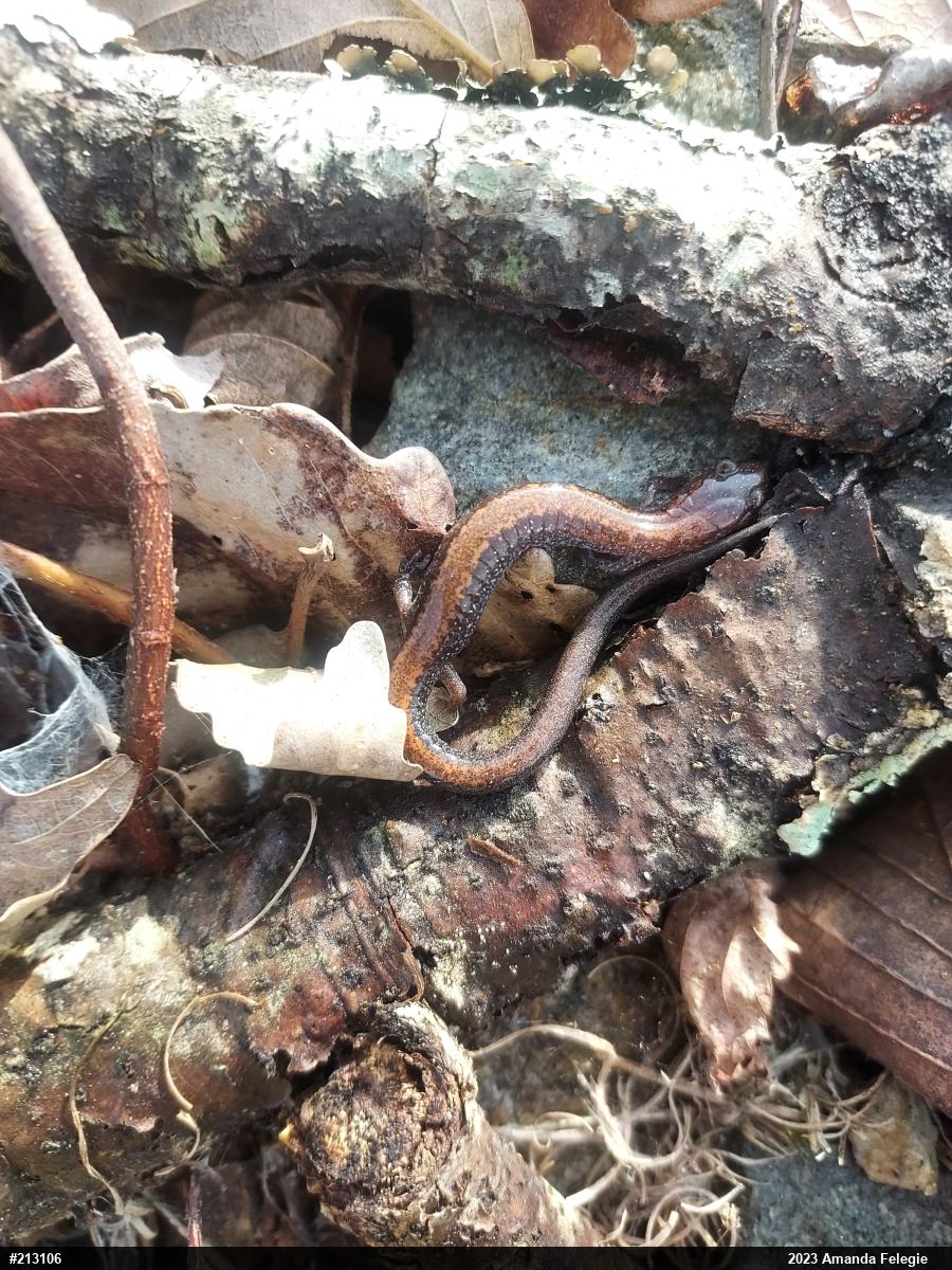 Eastern Red-backed  Salamander