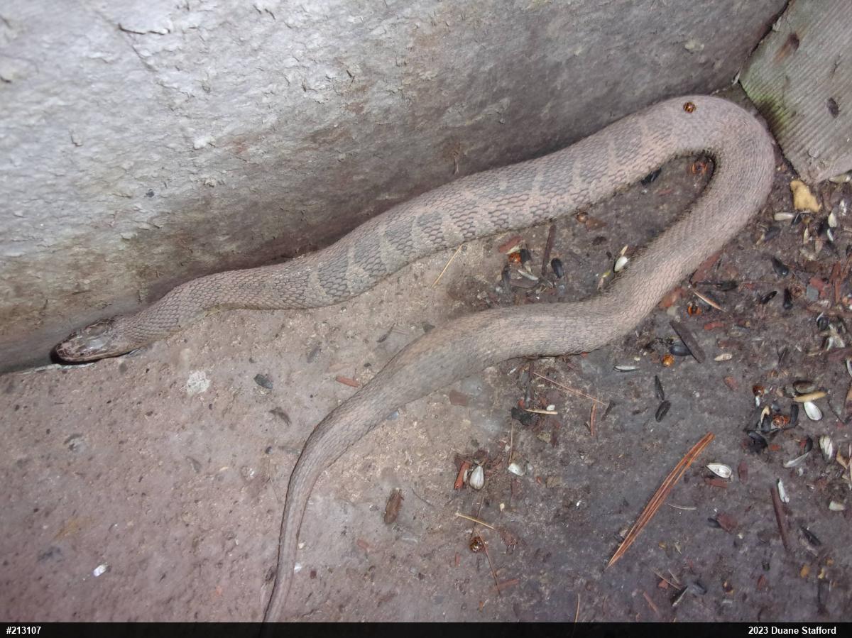 Northern Watersnake