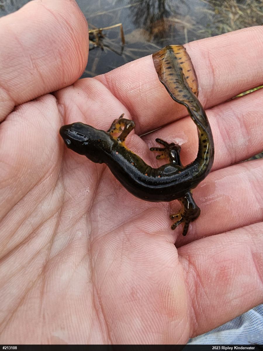 Red-spotted Newt