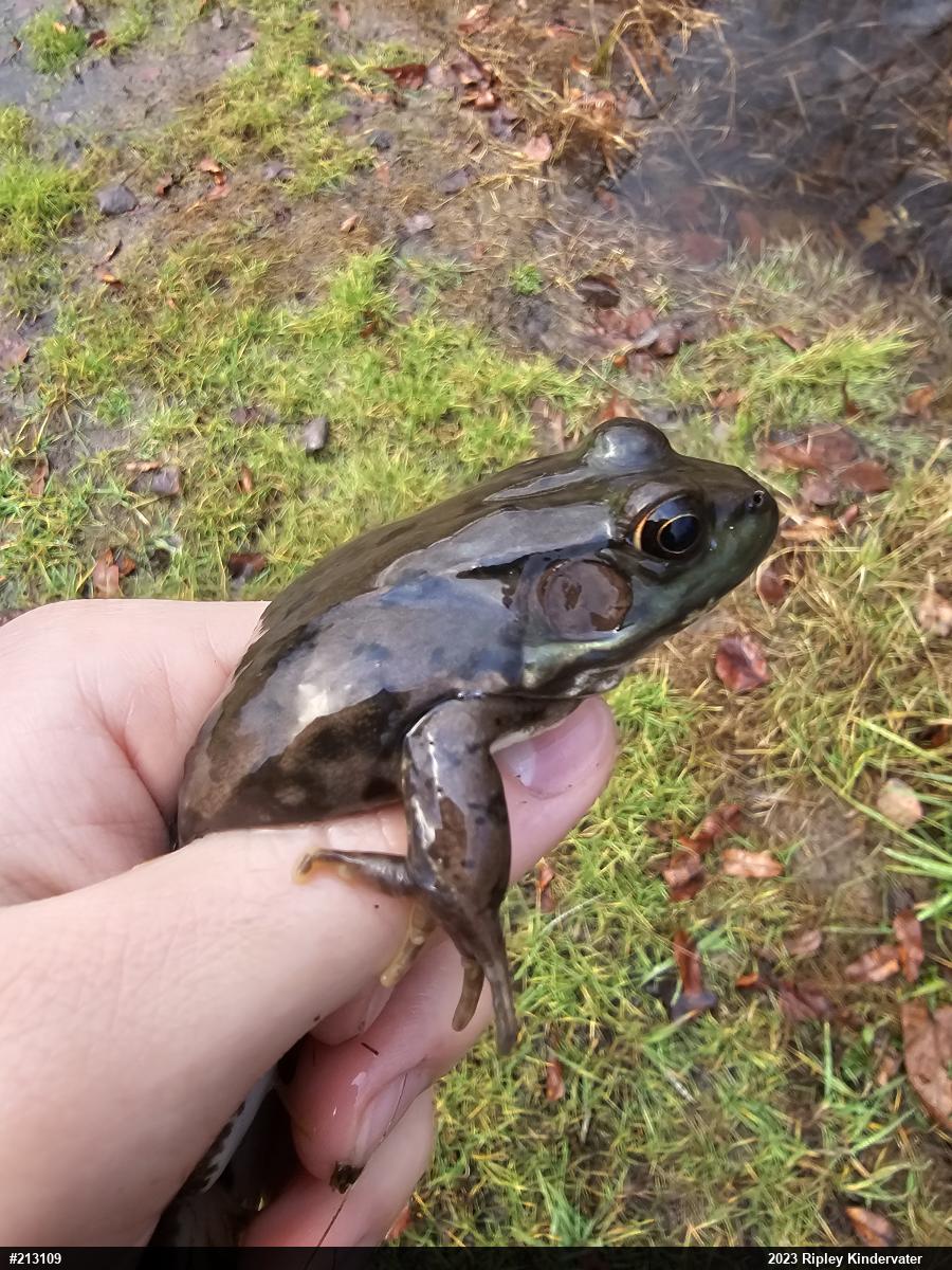 Green Frog