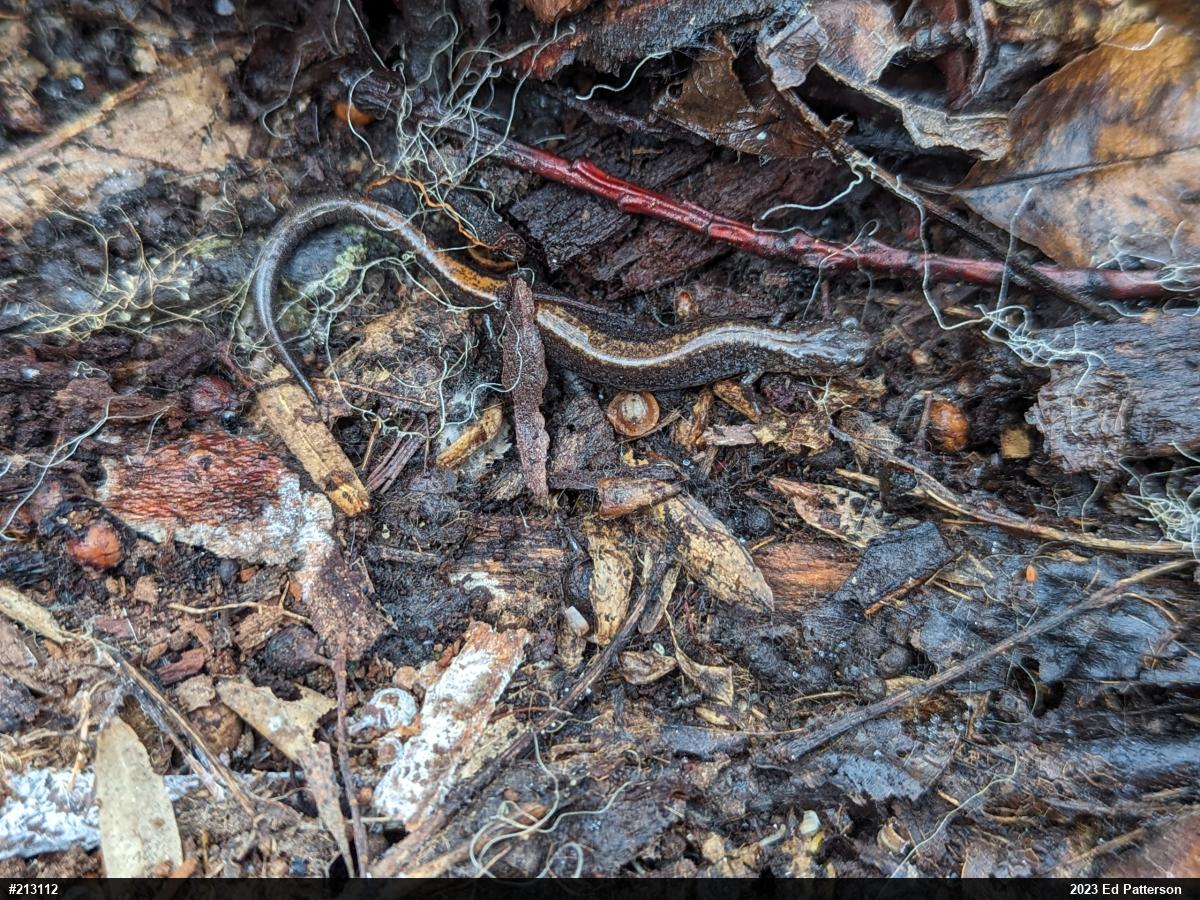 Eastern Red-backed  Salamander