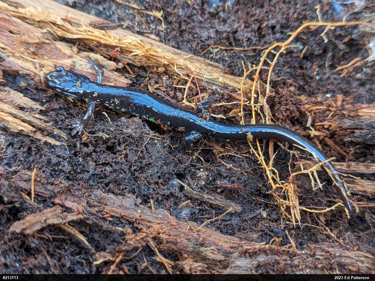 Wehrle's Salamander