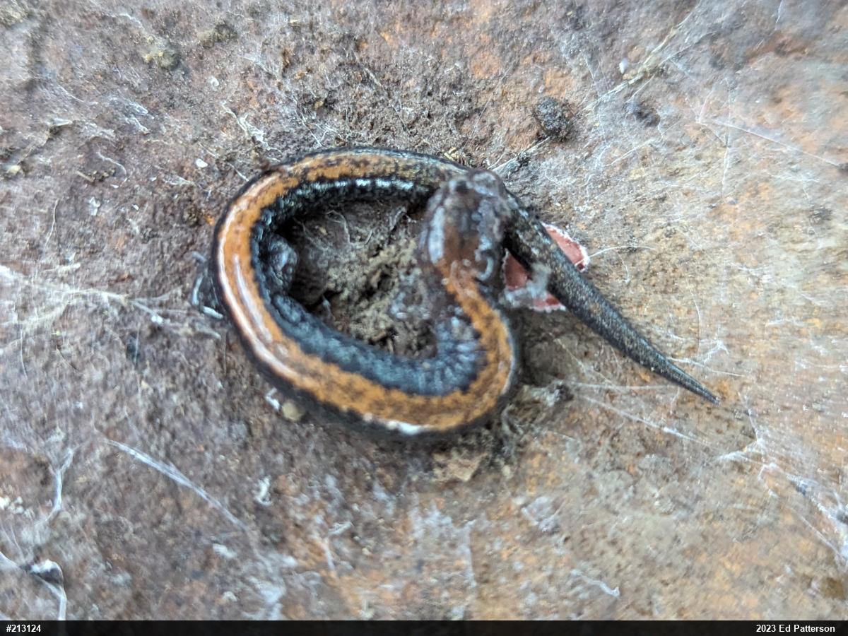 Eastern Red-backed  Salamander