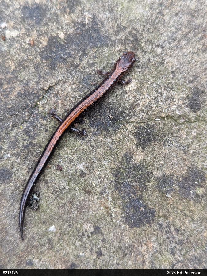 Eastern Red-backed  Salamander