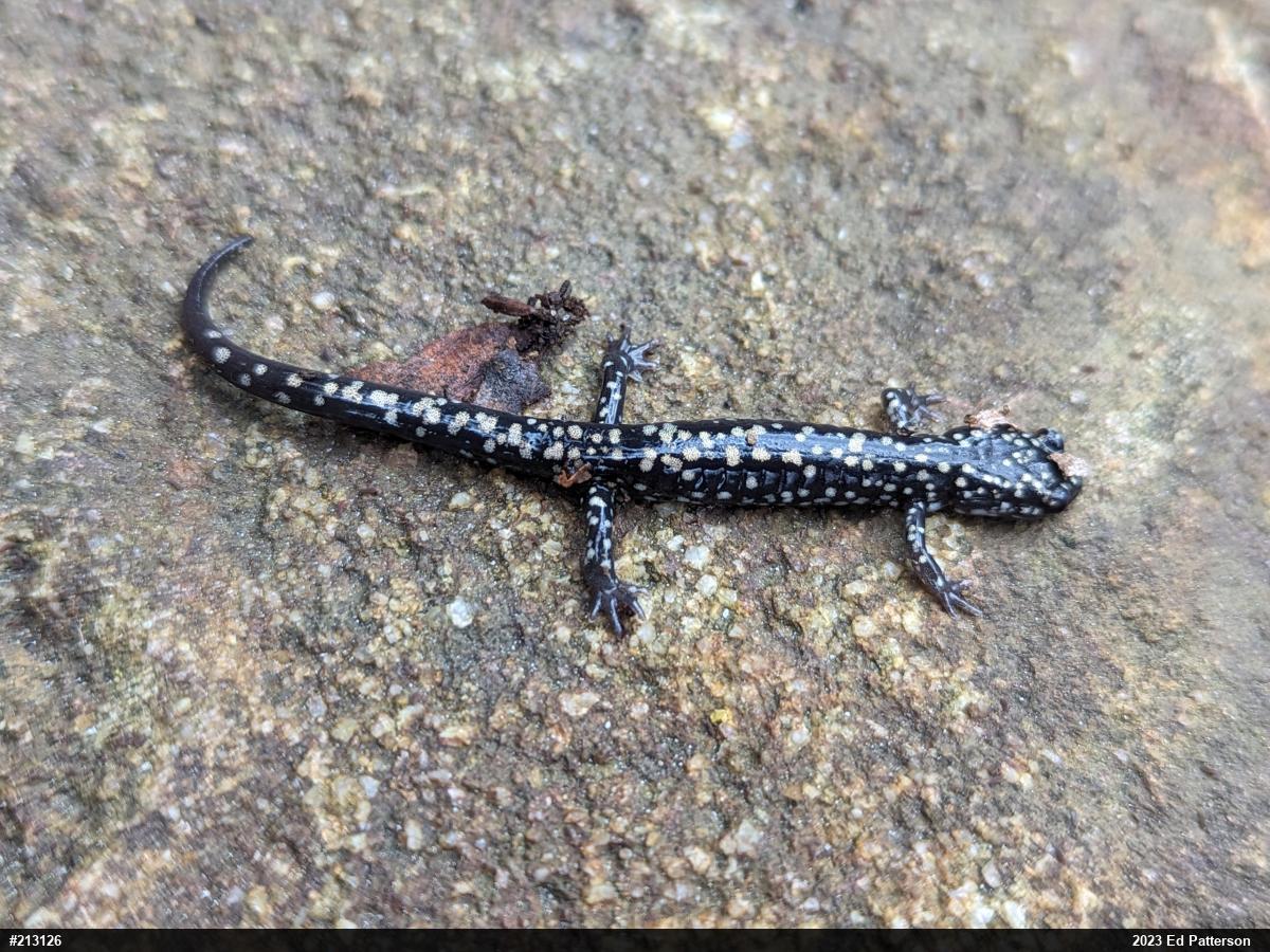 Northern Slimy Salamander