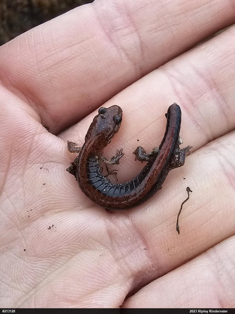 Eastern Red-backed  Salamander