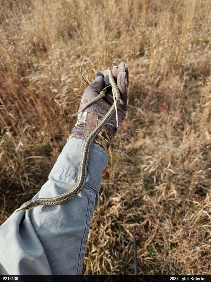 Eastern Gartersnake