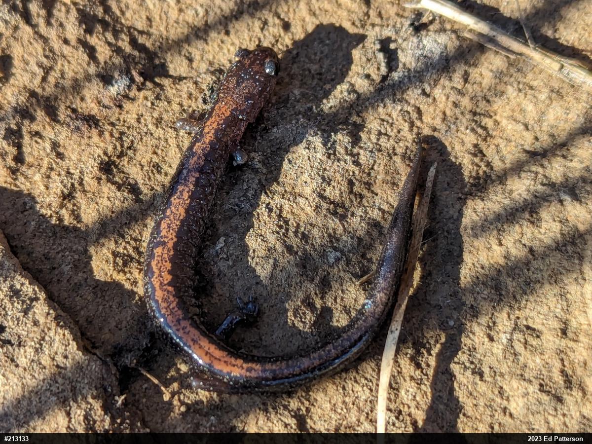 Eastern Red-backed  Salamander
