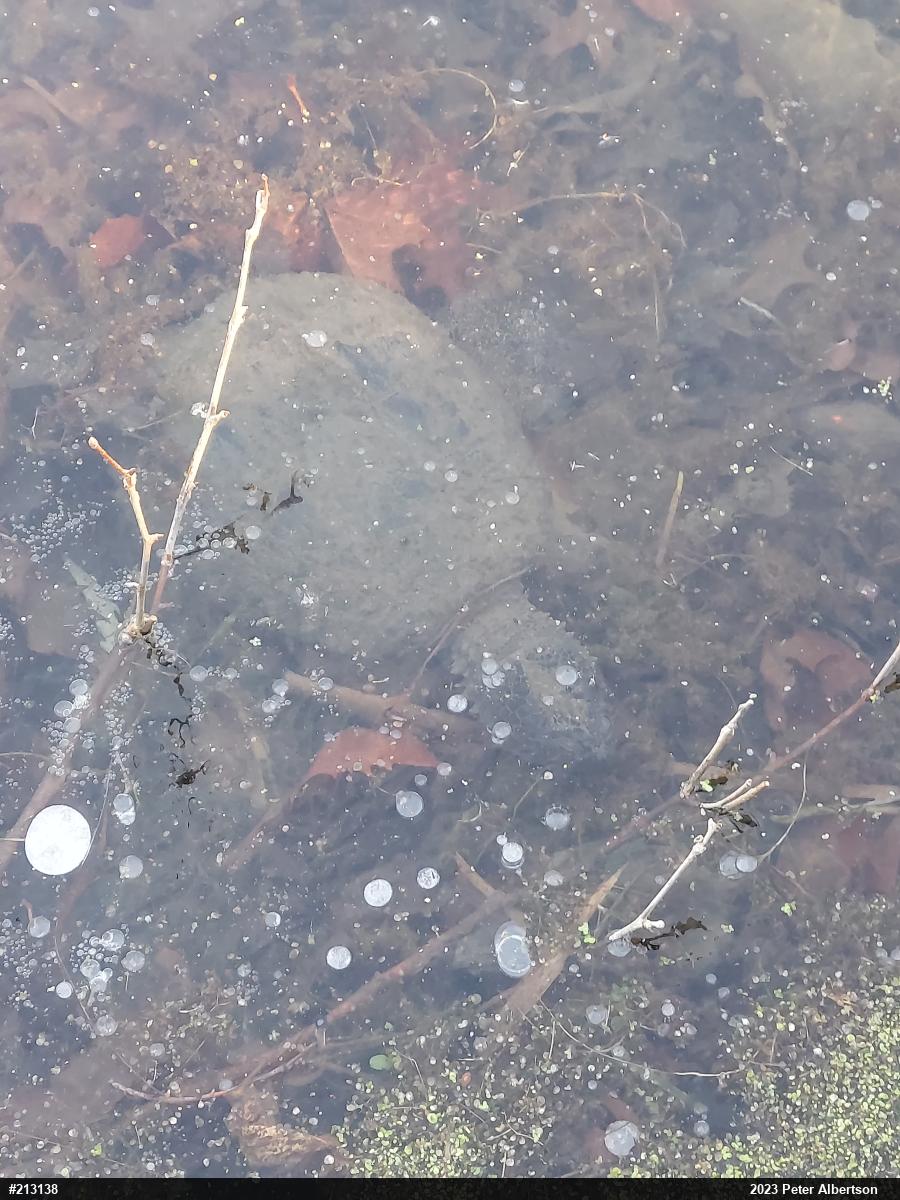 Snapping Turtle