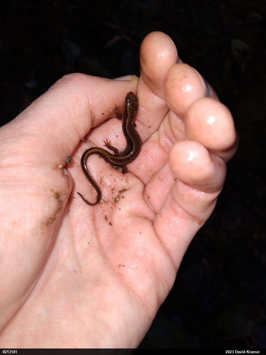 Northern Two-lined Salamander