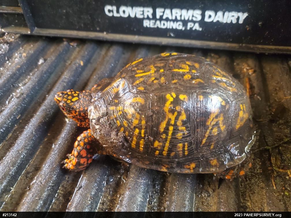 Eastern Box Turtle