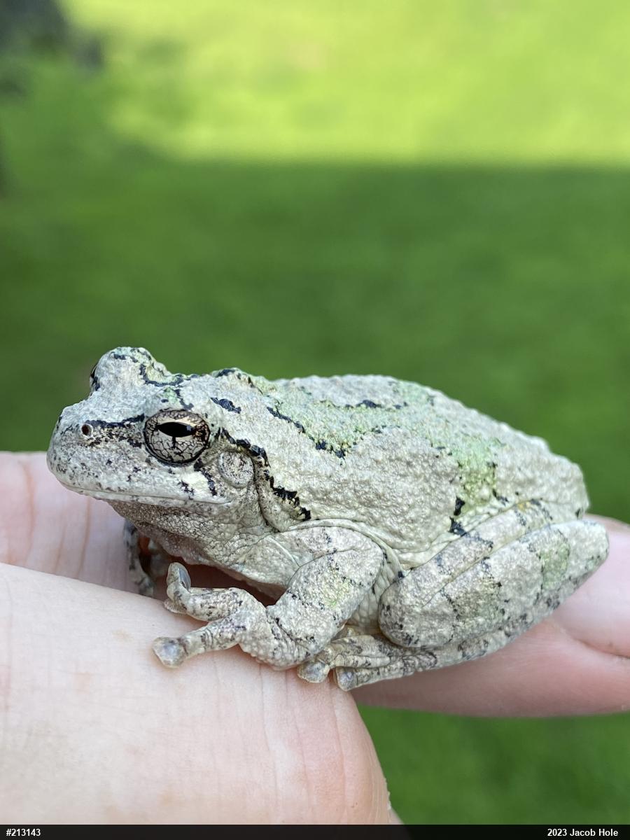 Unknown Gray Treefrog