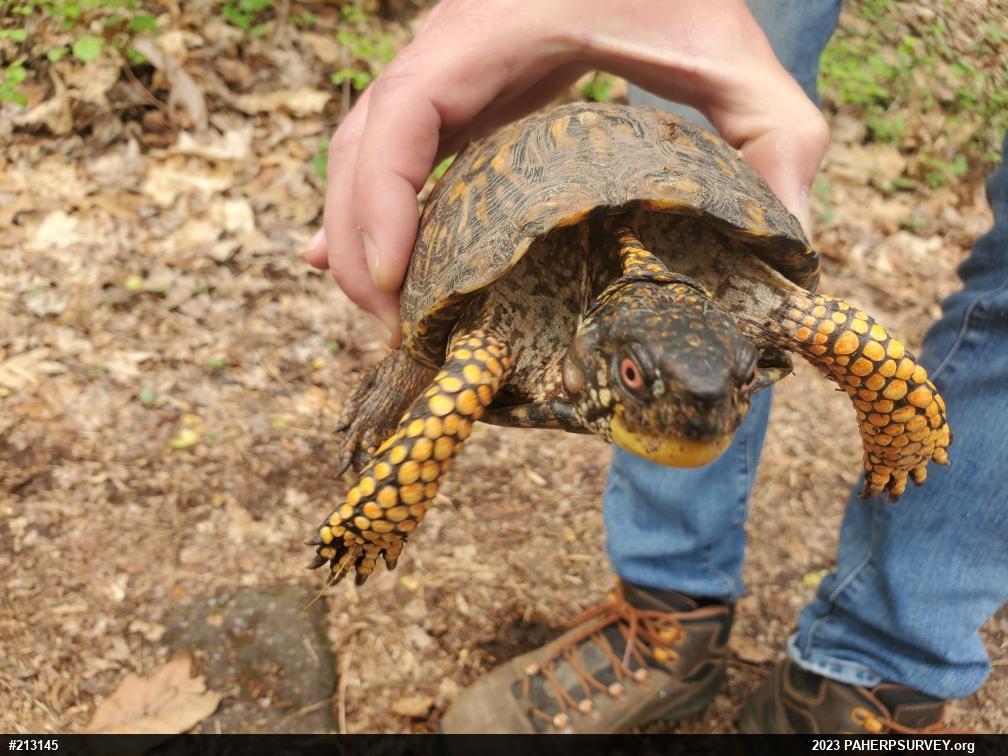 Eastern Box Turtle