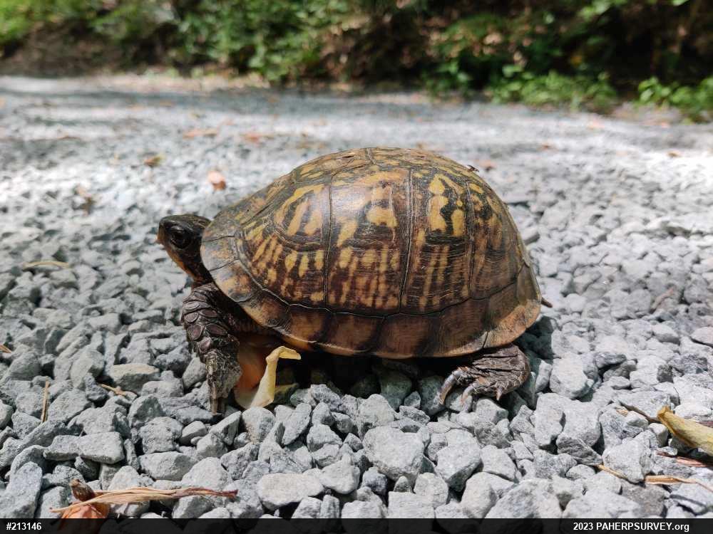 Eastern Box Turtle
