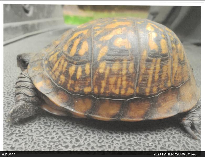 Eastern Box Turtle