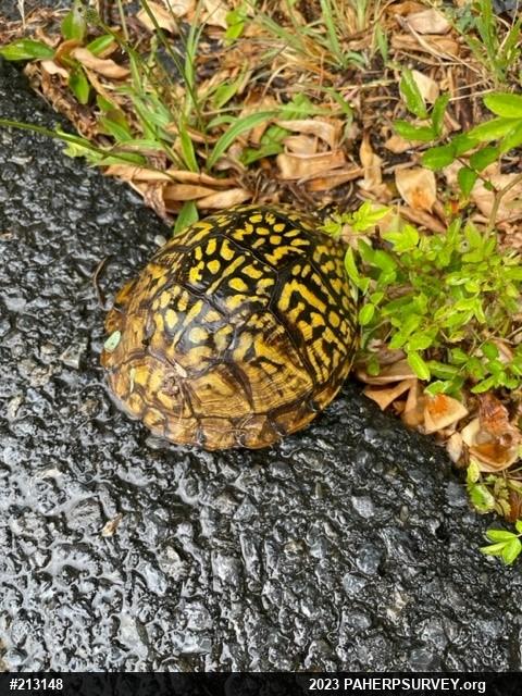 Eastern Box Turtle