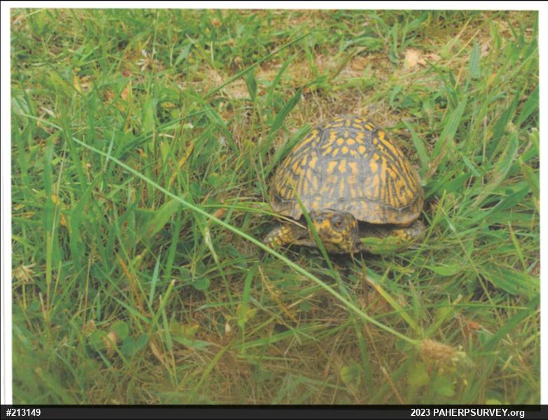 Eastern Box Turtle