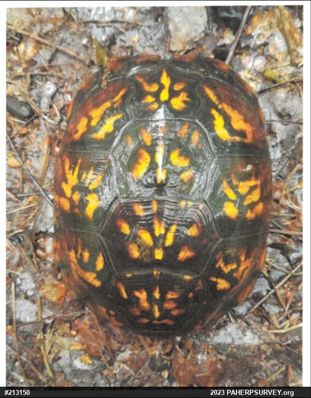 Eastern Box Turtle