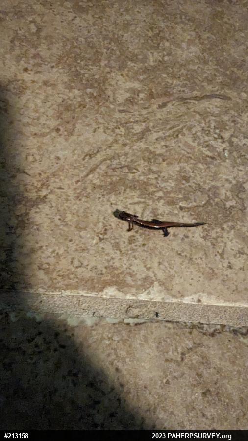 Eastern Red-backed  Salamander