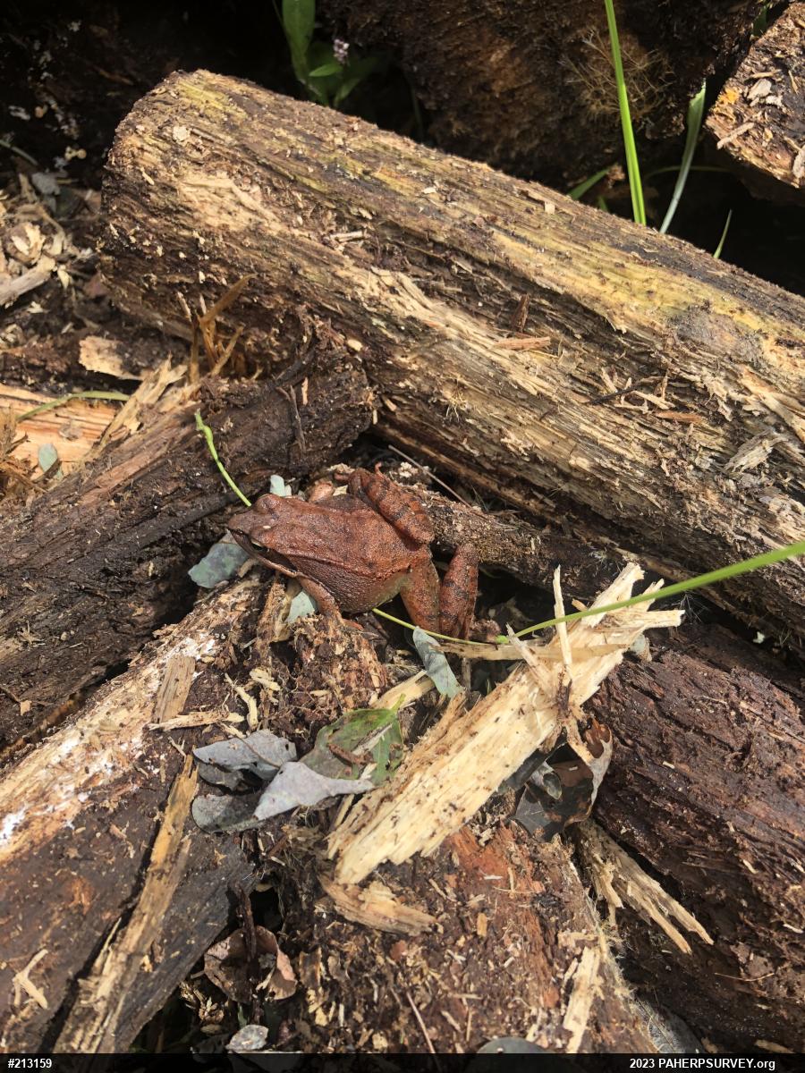 Wood Frog