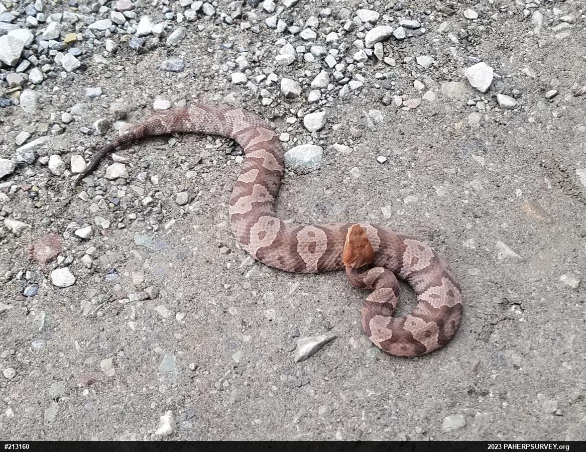 Northern Copperhead