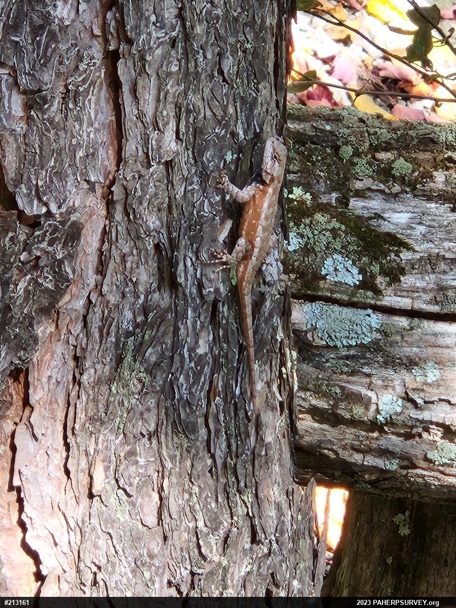 Eastern Fence Lizard