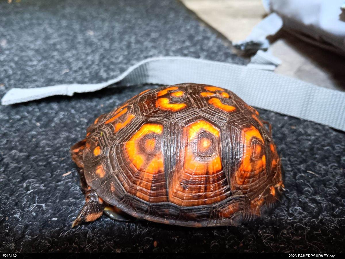 Eastern Box Turtle