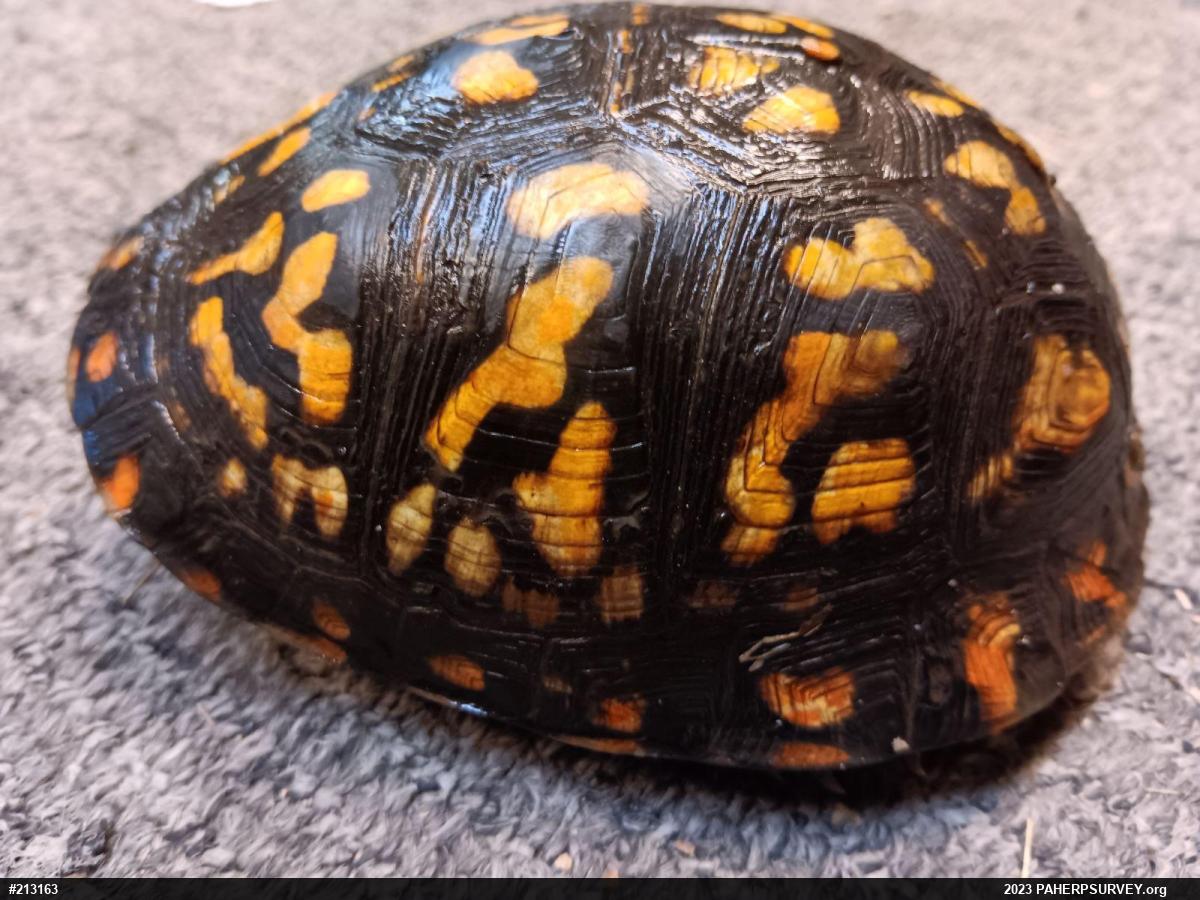 Eastern Box Turtle
