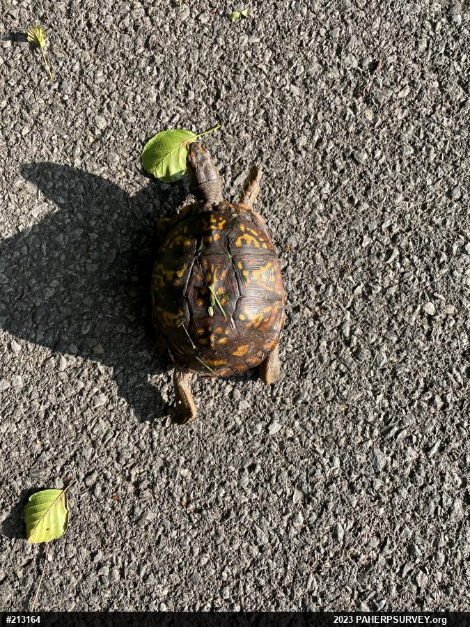 Eastern Box Turtle