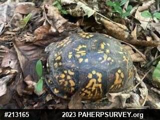 Eastern Box Turtle
