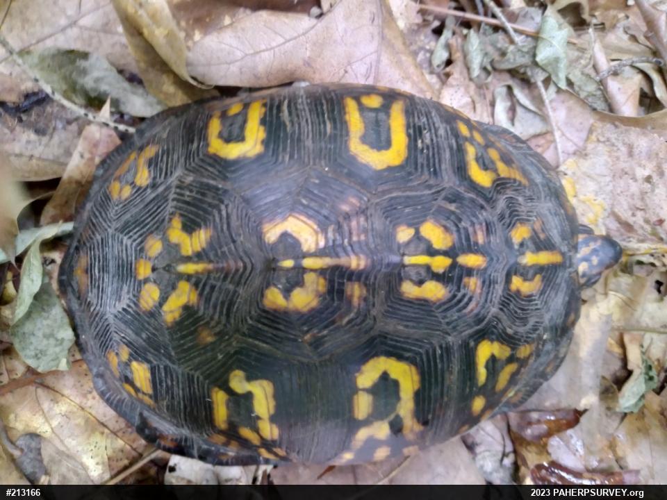 Eastern Box Turtle