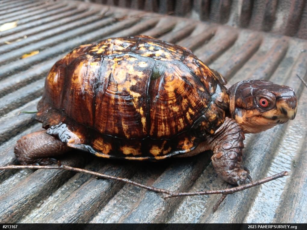 Eastern Box Turtle