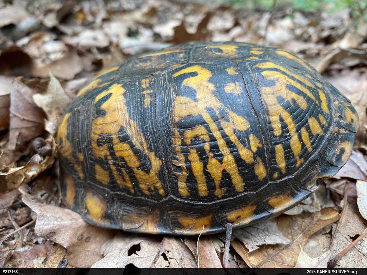 Eastern Box Turtle