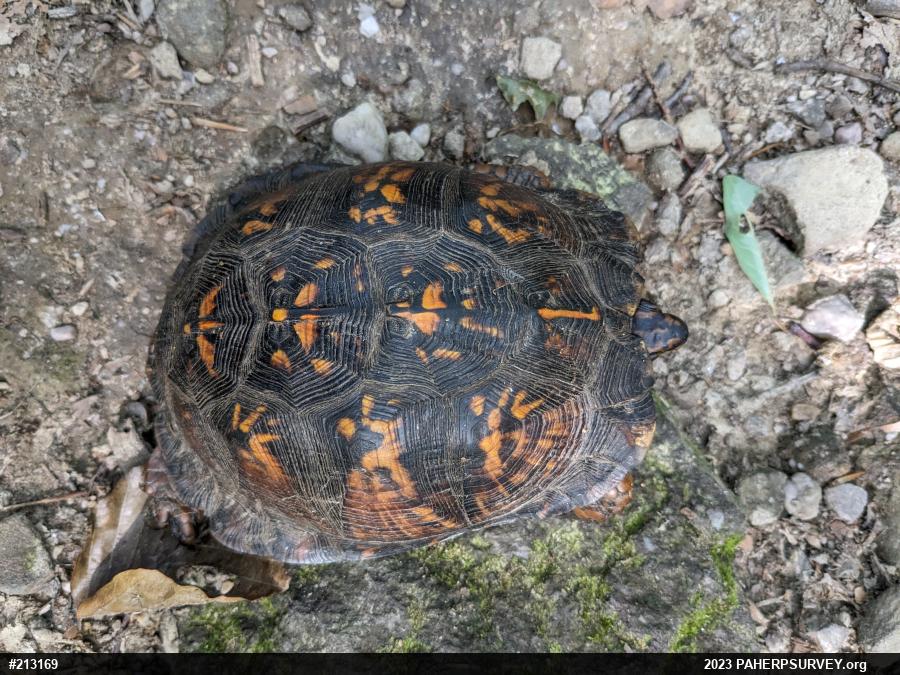 Eastern Box Turtle