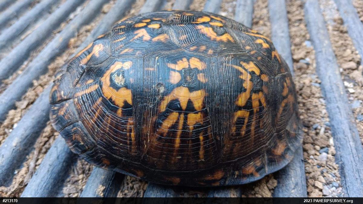 Eastern Box Turtle