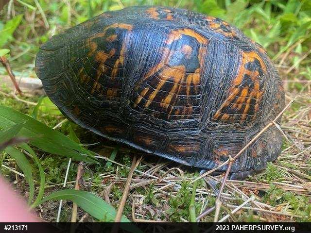 Eastern Box Turtle