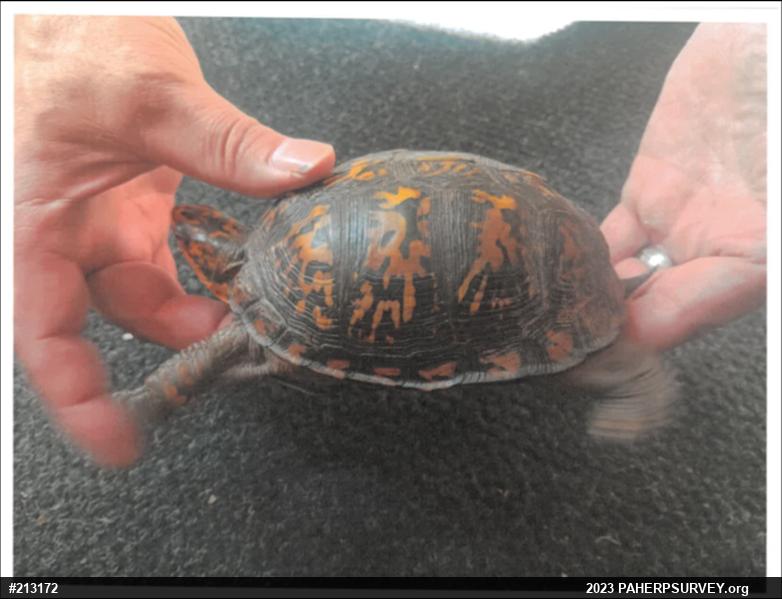 Eastern Box Turtle