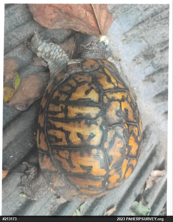 Eastern Box Turtle