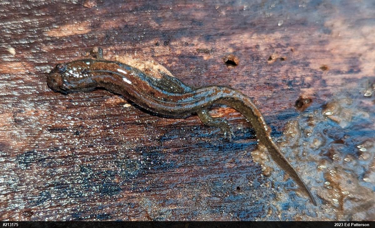 Northern Dusky Salamander