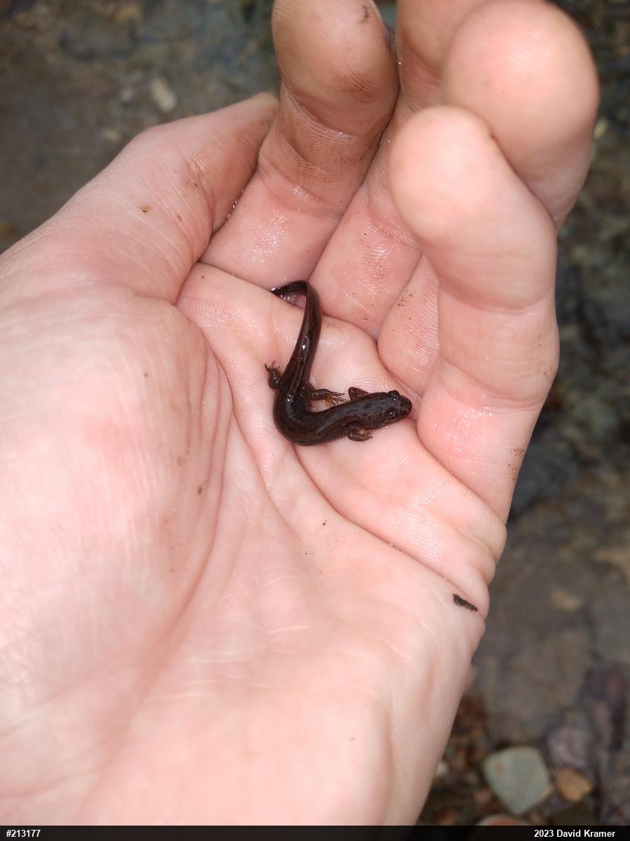 Northern Dusky Salamander