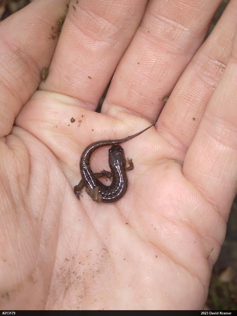Northern Dusky Salamander